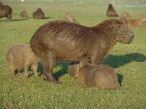 capybara select option from